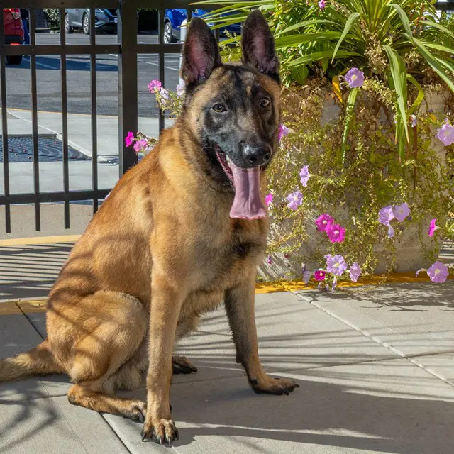 Flex - Belgian Shepherd Malinois
