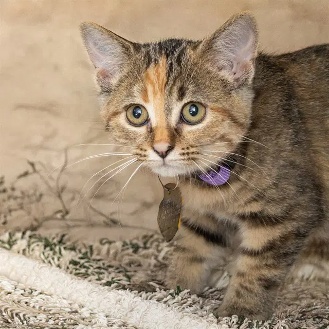Josie - Domestic Short Hair