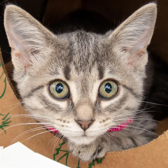 Sammy - Domestic Short Hair