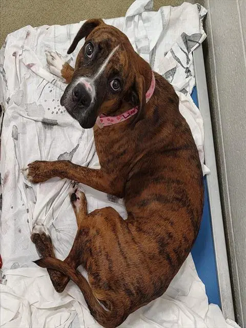 Luna - Boxer