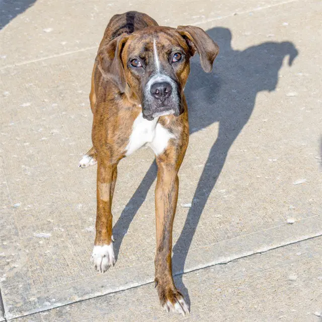 Luna - Boxer