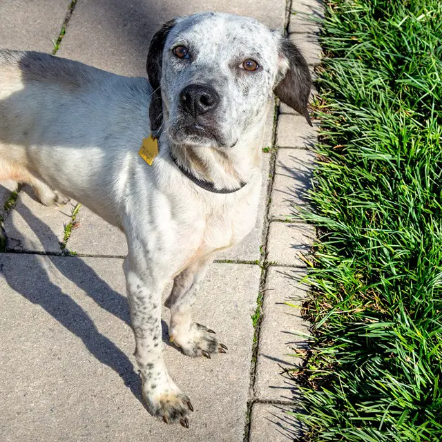 Wazzupa - Queensland Heeler