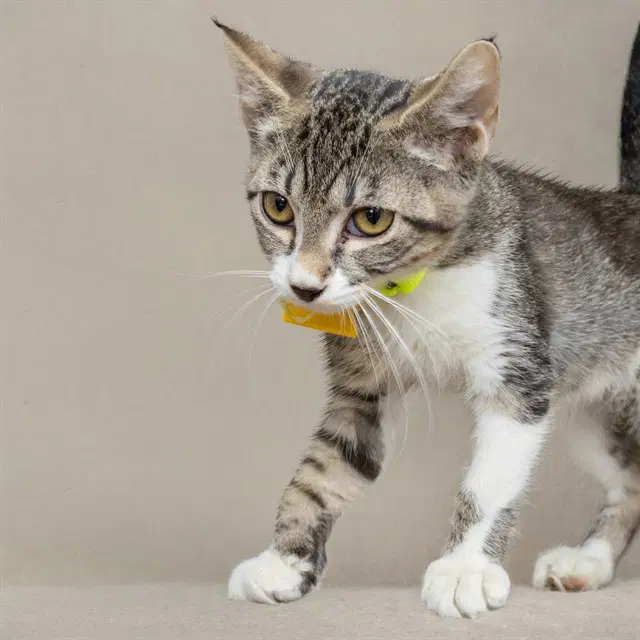 Alexandrite - Domestic Short Hair