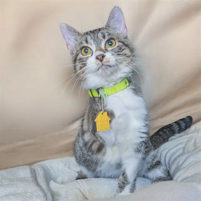 Alexandrite - Domestic Short Hair