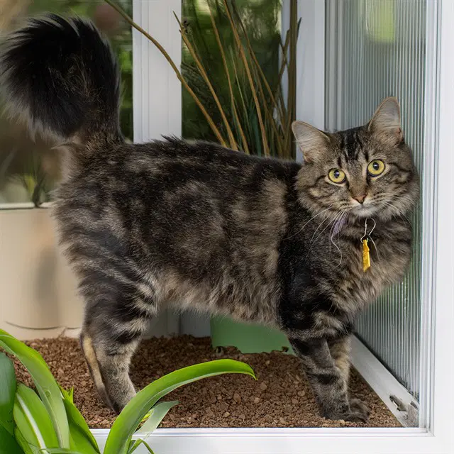 Susan - Domestic Medium Hair