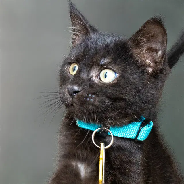 Egypt - Domestic Short Hair
