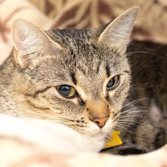 Lucy - Domestic Short Hair