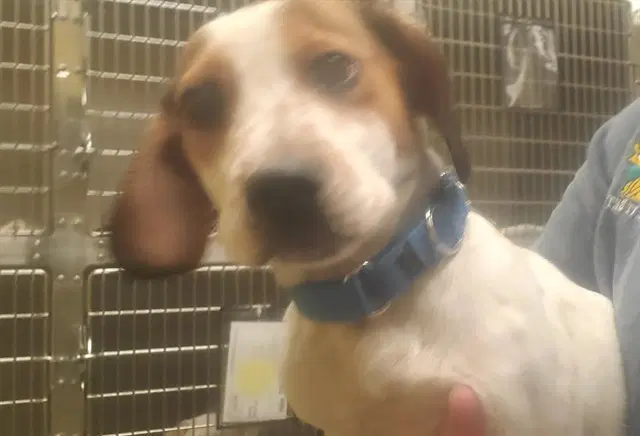 Doc - Basset Hound