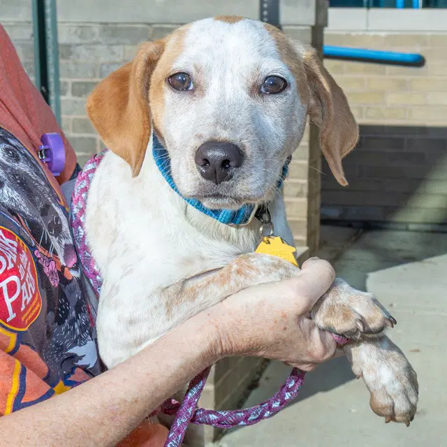 Grimhilde - Basset Hound