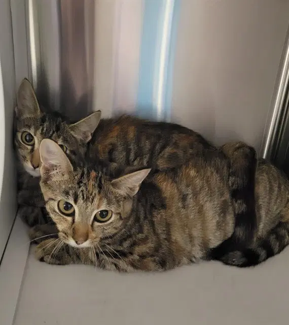 Purr Patrol - Domestic Short Hair