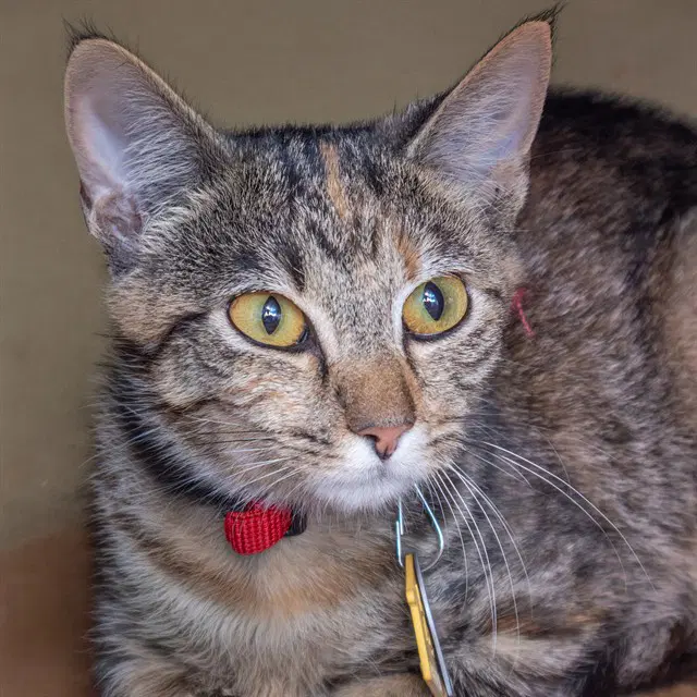 Purr Patrol - Domestic Short Hair
