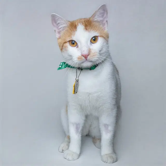Cheddar Cheese - Domestic Short Hair