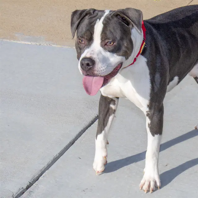 Aang - Pit Bull Terrier
