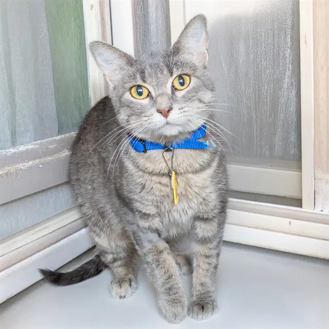 Regan - Domestic Short Hair