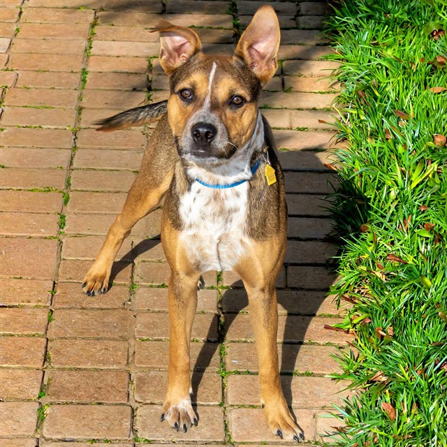 Milo