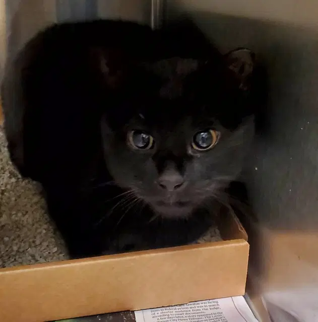 Gerald - Domestic Short Hair