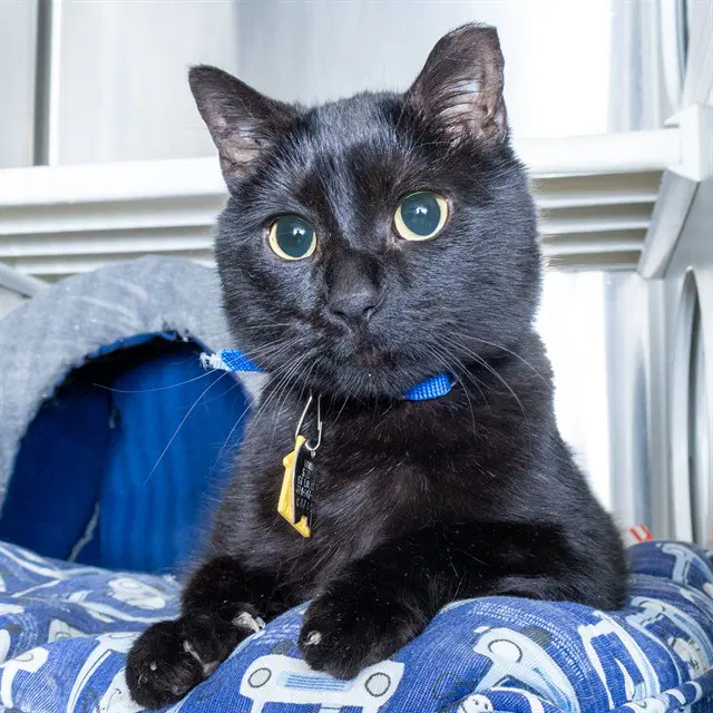 Gerald - Domestic Short Hair