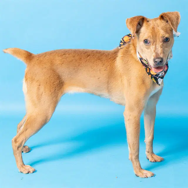 Charlie - Australian Cattle Dog/Blue Heeler