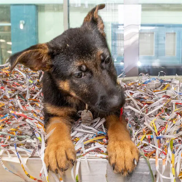 Miya - German Shepherd Dog