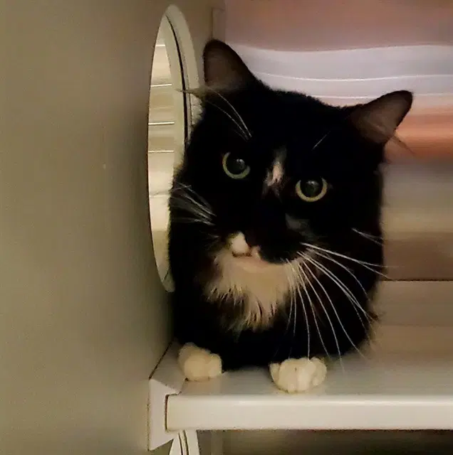 Art - Domestic Medium Hair