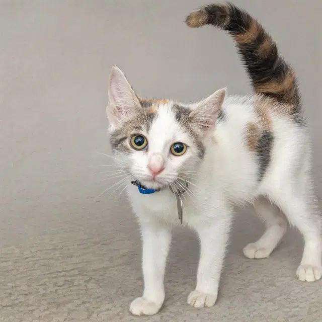 Chica - Domestic Short Hair
