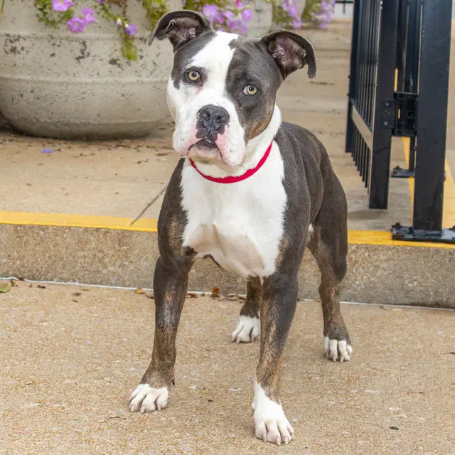 Pine - American Bulldog