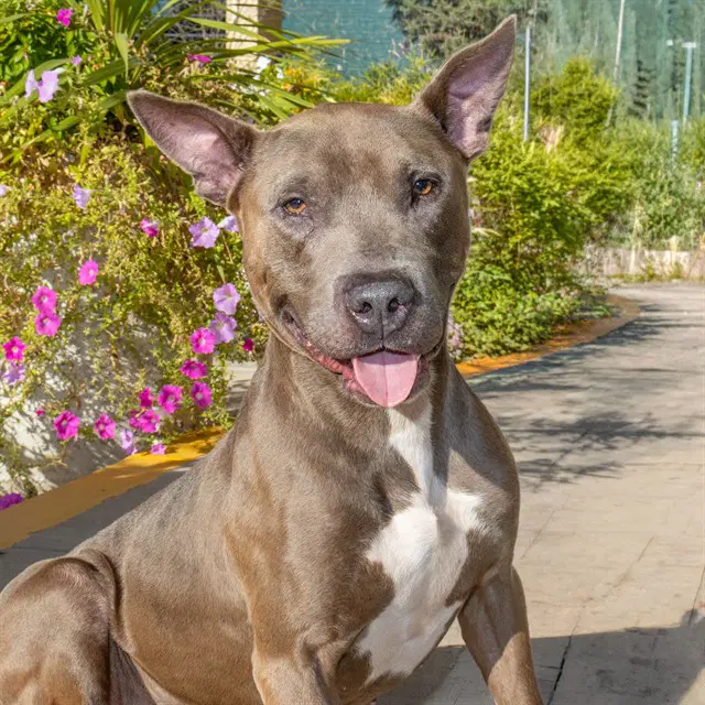 King - Pit Bull Terrier
