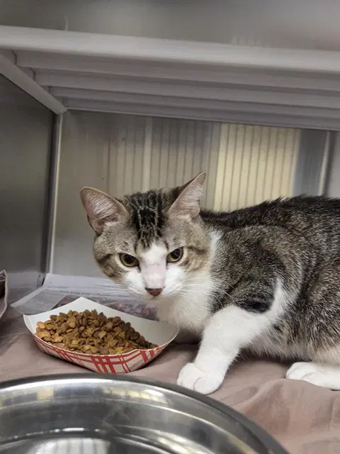 Humpty - Domestic Short Hair