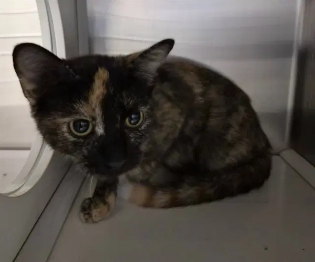 Miss Muffet - Domestic Short Hair