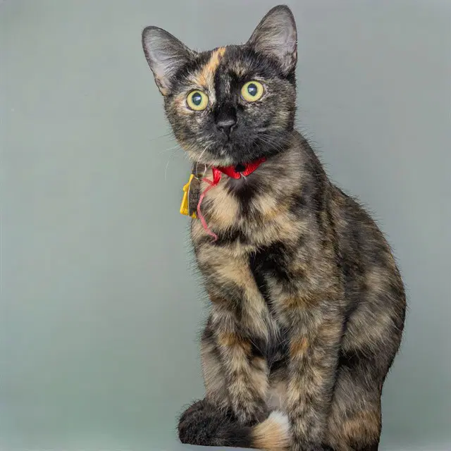 Miss Muffet - Domestic Short Hair