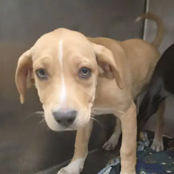 Luna - Labrador Retriever