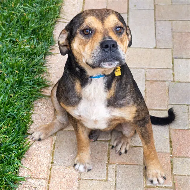 Bo Jackson - Beagle