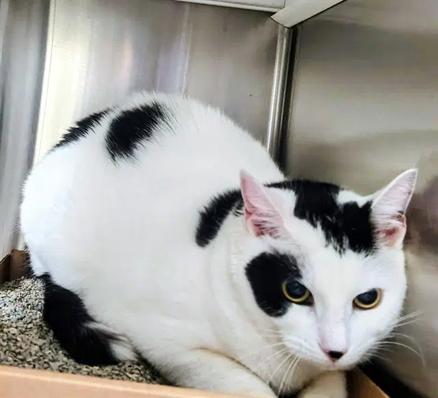 Luna - Domestic Short Hair
