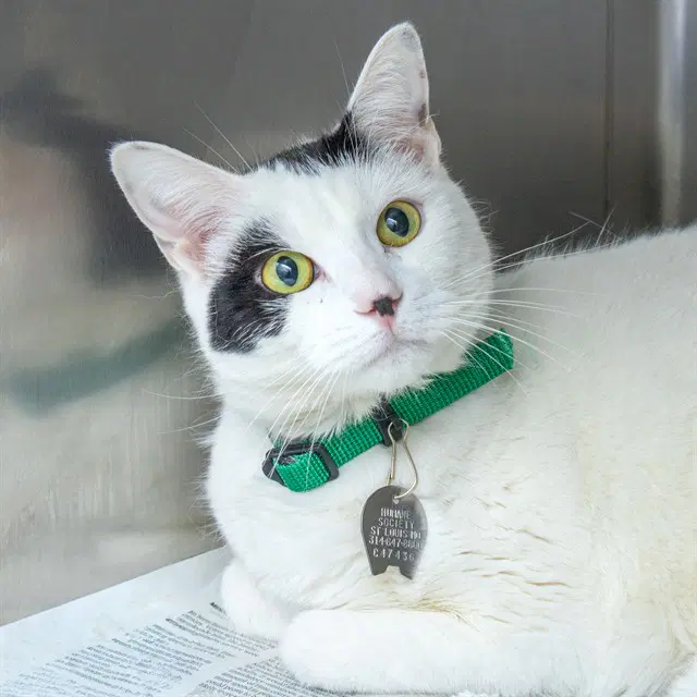 Luna - Domestic Short Hair