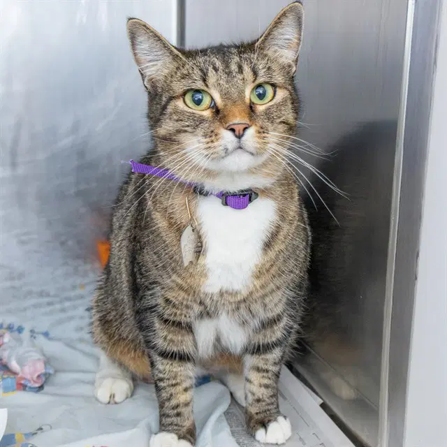 Juno - Domestic Short Hair