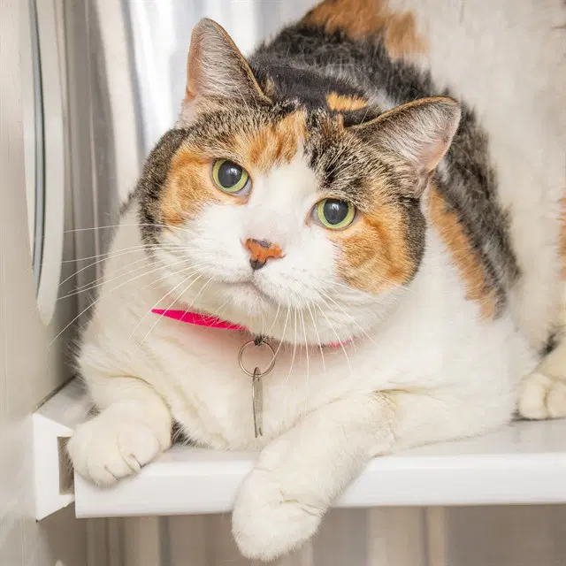 Aurora - Domestic Short Hair
