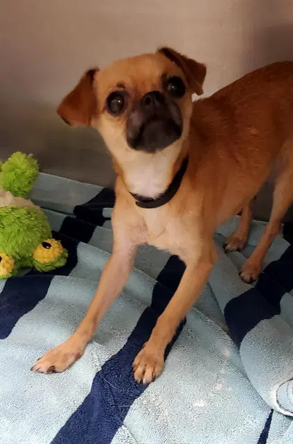 Bingo - Chihuahua