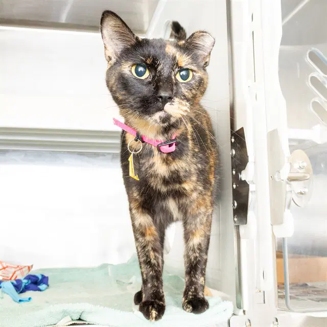 Luana - Domestic Short Hair