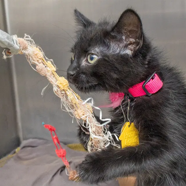 Lily - Domestic Short Hair