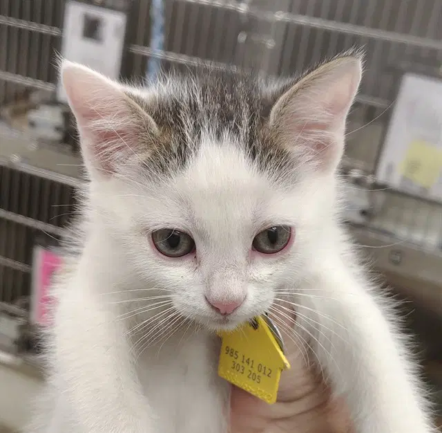 Oliver - Domestic Short Hair