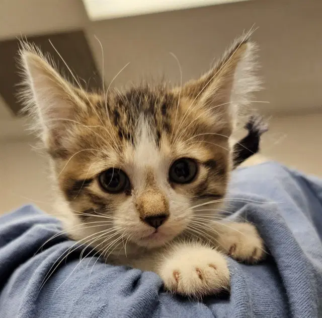 Maria - Domestic Short Hair