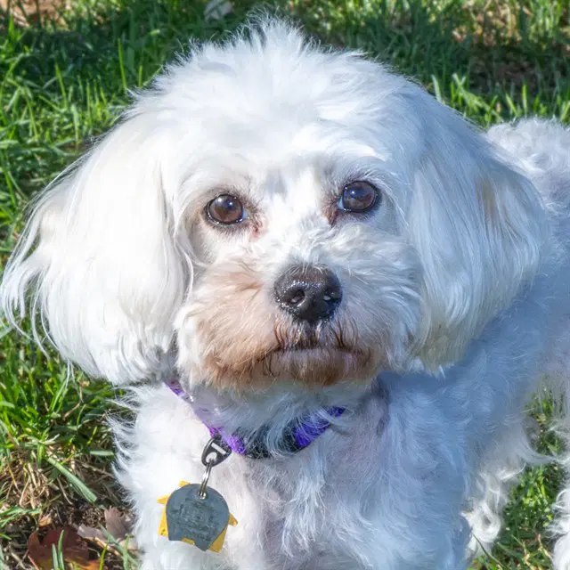 Pam - Maltese