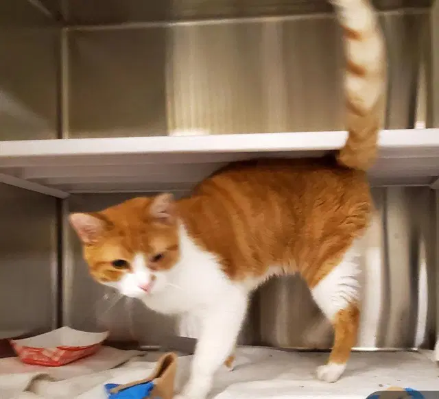 Sky - Domestic Short Hair