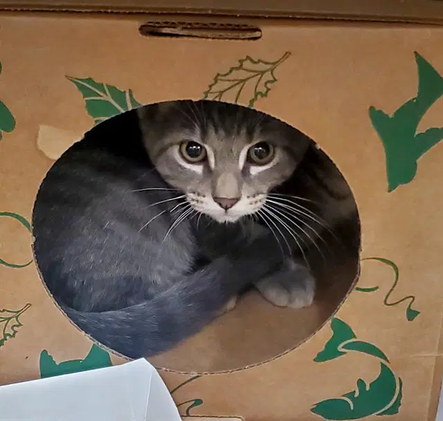 Cooper - Domestic Short Hair