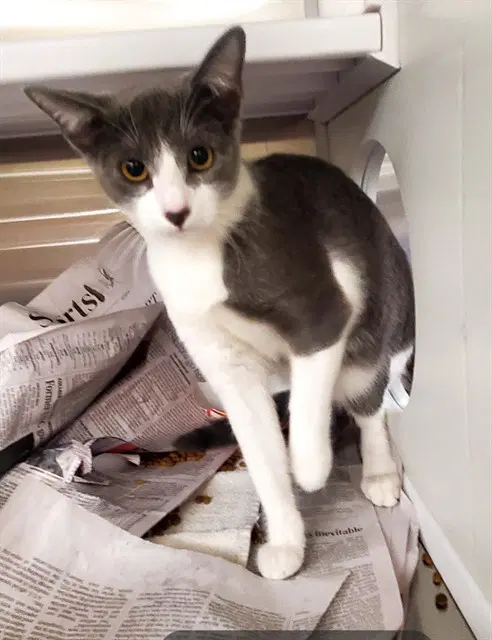 Laurie - Domestic Short Hair
