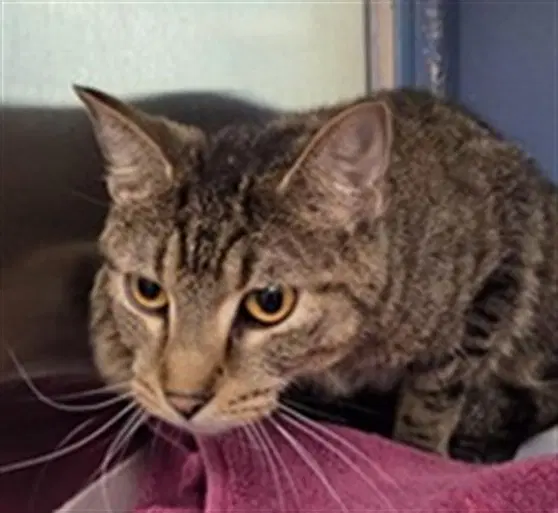 Mary - Domestic Short Hair