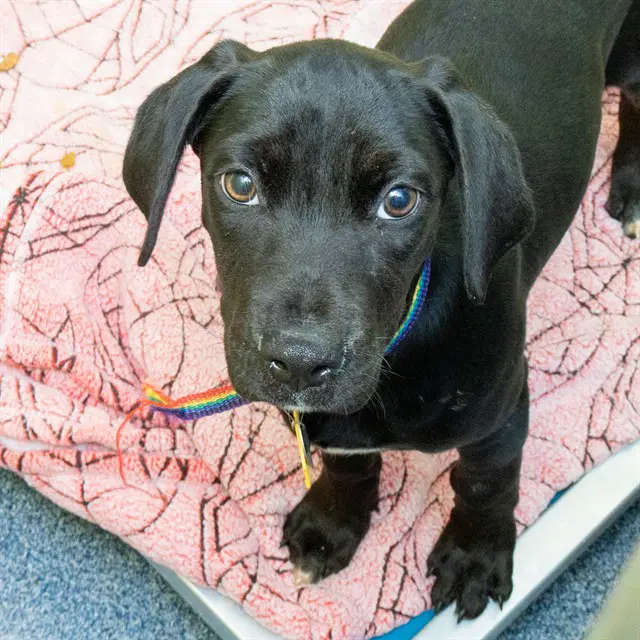 Ruby - Labrador Retriever