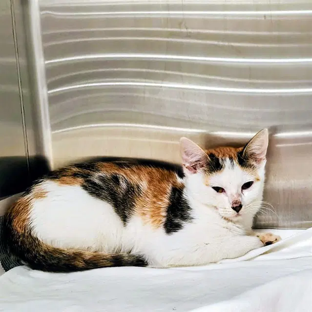 Mexico - Domestic Short Hair