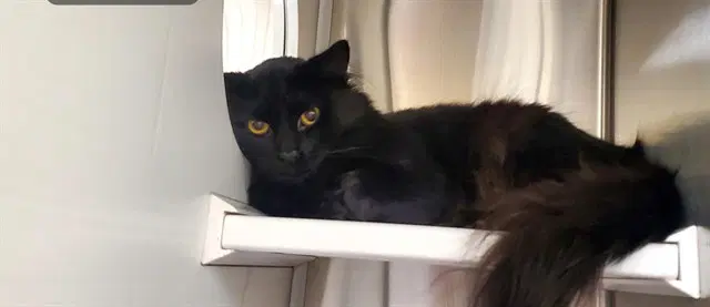 Germany - Domestic Medium Hair