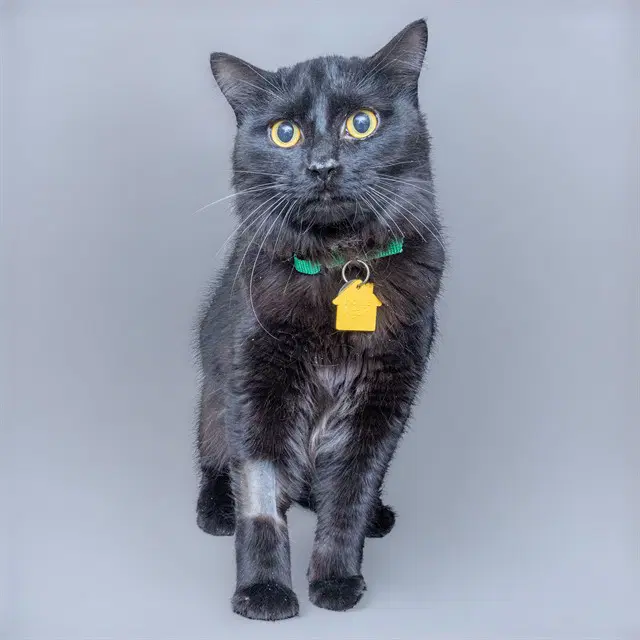Germany - Domestic Medium Hair